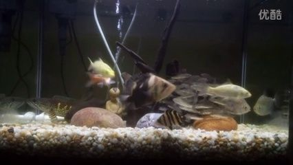 印尼虎魚混養什么魚最好：印尼虎魚混養什么魚好