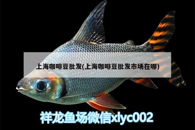 上海咖啡豆批發(上海咖啡豆批發市場在哪)