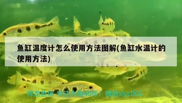 龍魚缸溫度計最簡單處理方法vs祥龍魚場：如何選擇龍魚缸溫度計