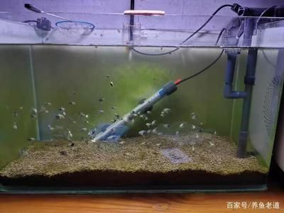 龍魚缸溫度計最簡單處理方法vs祥龍魚場：如何選擇龍魚缸溫度計