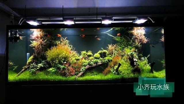 200l魚缸有多大