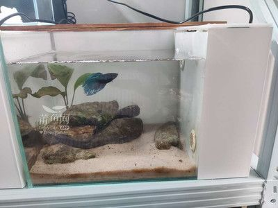 放生什么魚最有靈性：放生什么魚能消災(zāi)祛病