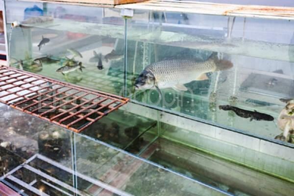 桂林水族館vs祥龍魚場（探討桂林水族館與祥龍魚場之間的差異）