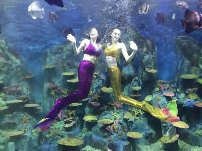 桂林水族館vs祥龍魚場（探討桂林水族館與祥龍魚場之間的差異）