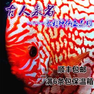 放生鯉魚的因果報應：放生鯉魚對孩子最大的報應