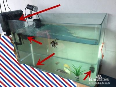放生的魚一般在哪里買：放生的魚一般在哪里買大慶