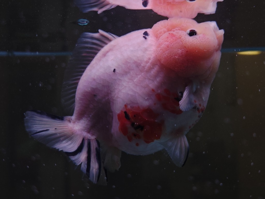 出幾條魚減減密度