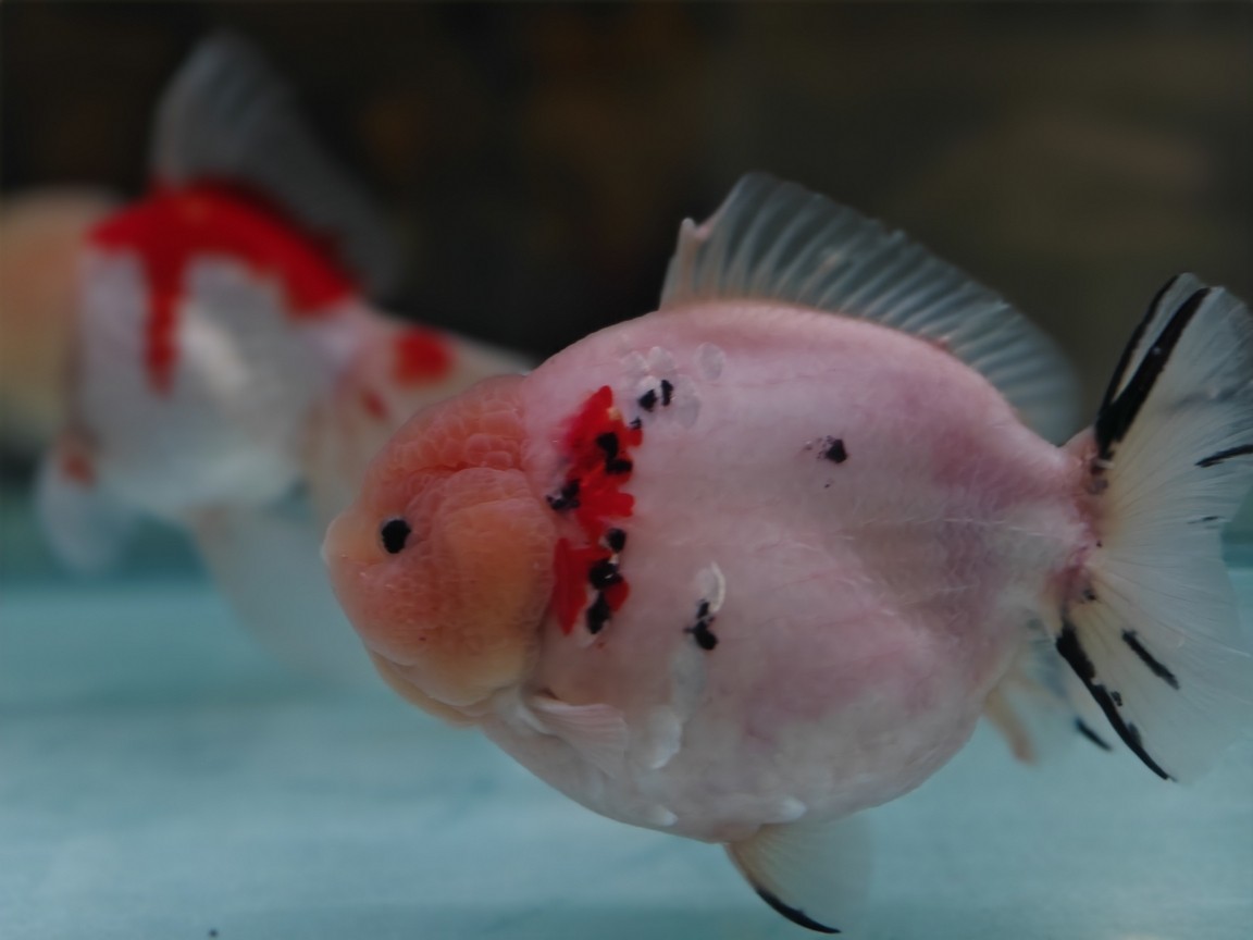 出幾條魚減減密度