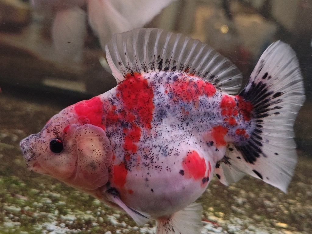 出幾條魚減減密度
