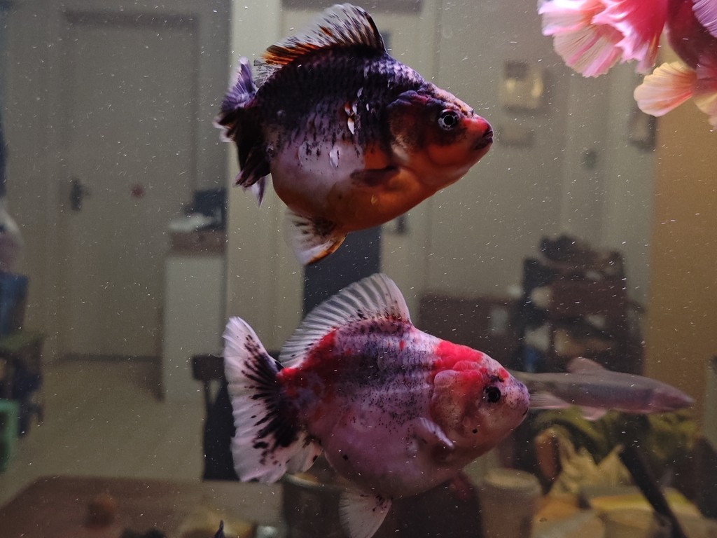 出幾條魚減減密度