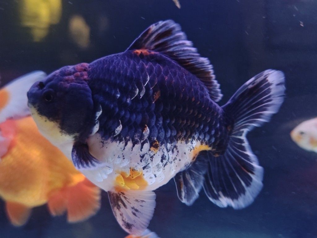 出幾條魚減減密度