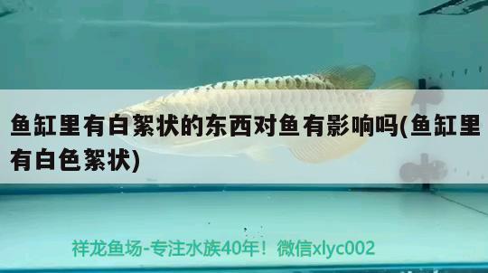 魚缸里有白絮狀的東西對魚有影響嗎(魚缸里有白色絮狀)