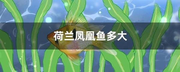 仿真魚放在家里吉利嗎：家里魚缸放仿真魚好嗎?