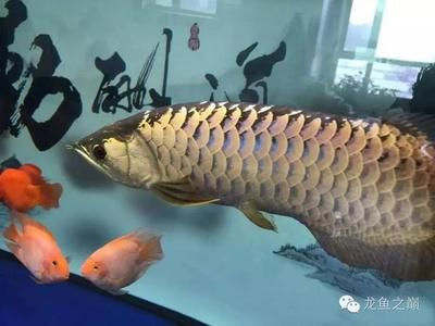 17厘米的皇冠魟魚(yú)能吃多少食物：17厘米的皇冠魟魚(yú)吃多少？