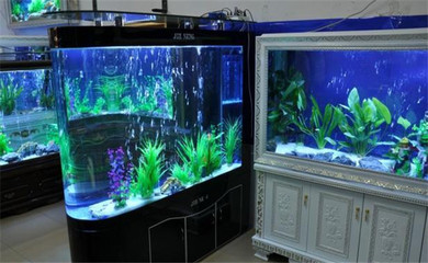 虎斑恐龍魚可以吃什么人工飼料，虎斑恐龍魚吃什么人工飼料？
