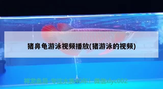 豬鼻龜游泳視頻播放(豬游泳的視頻)