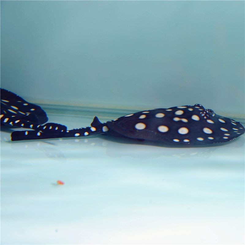 魟魚公的好看還是母的：魟魚公的好看還是母的，并沒有固定的答案，雌魚公的好看還是母的