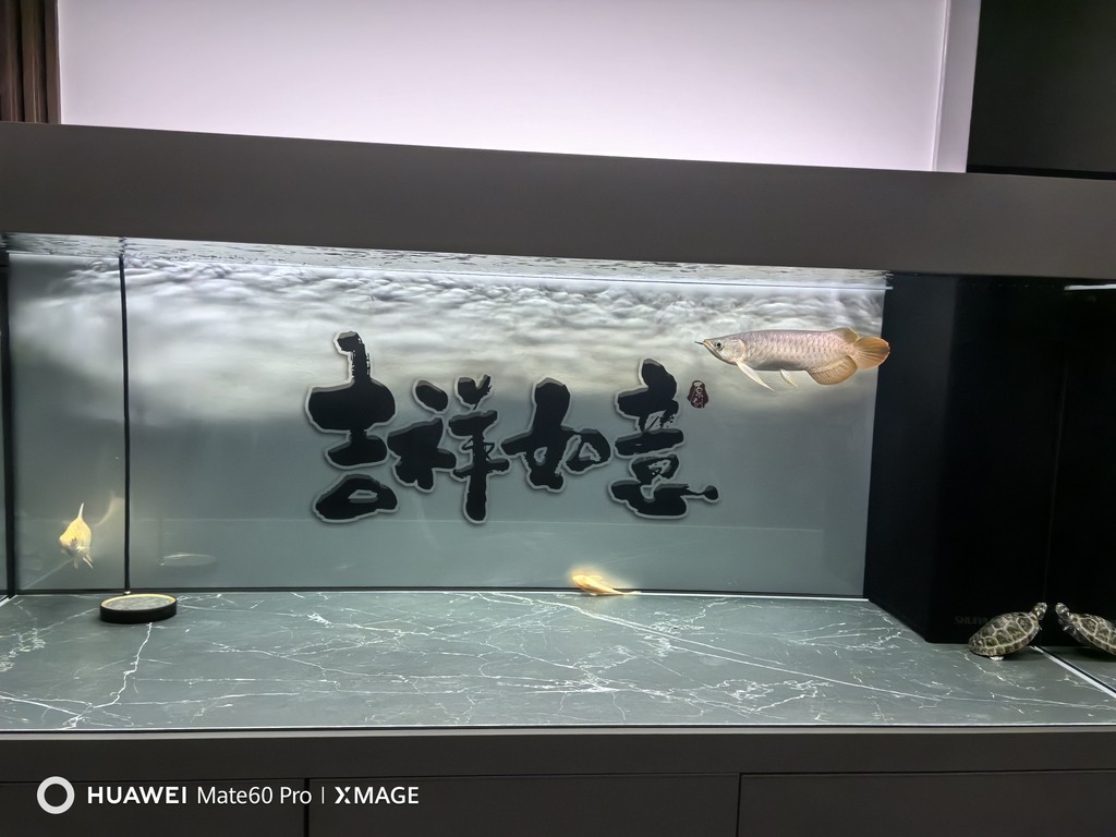 9.9號的樣子