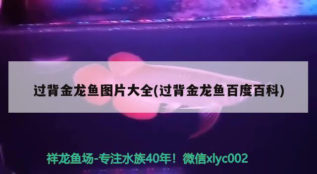 過背金龍魚圖片大全(過背金龍魚百度百科)