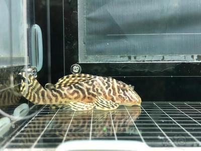 帆布池：帆布池養魚可靠嗎