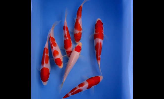 發魚的朋友圈文案：發魚的朋友圈文案怎么寫