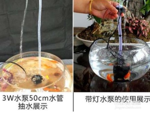 發財位放什么植物好：發財位放什么東西最好