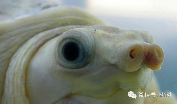 豬鼻龜是瀕危動物嗎為什么不吃東西：豬鼻龜為什么不讓賣