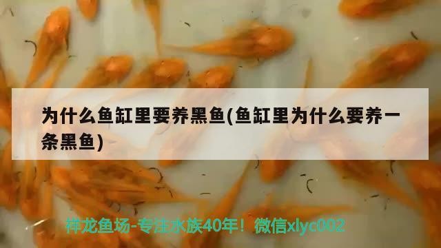 為什么魚缸里要養黑魚(魚缸里為什么要養一條黑魚)