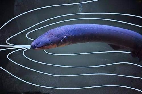 二條魚的風(fēng)水寓意：二條魚的風(fēng)水寓意和象征
