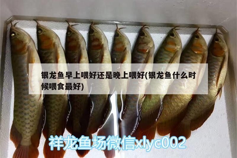 銀龍魚早上喂好還是晚上喂好(銀龍魚什么時候喂食最好)