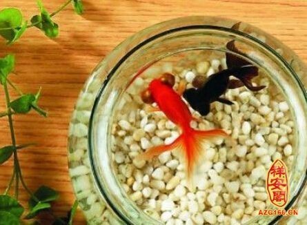 可麗愛魚缸質量好不好（可麗愛魚缸質量好不好用）