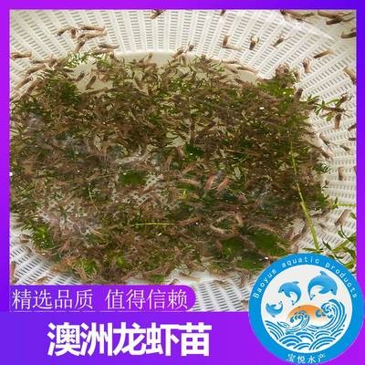 二十四種淡水魚圖片：淡水魚圖片