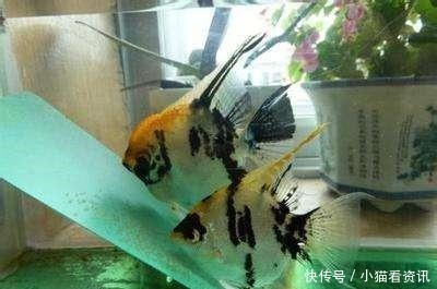 對聯魚頭朝向正確圖：對聯魚頭朝向正確圖片大全