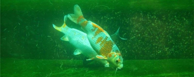 養錦鯉的魚缸水渾濁是什么原因怎么處理