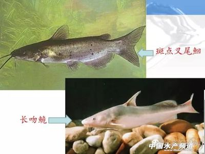 東莞天氣養天使魚要加溫嗎：東莞天氣養天使魚要加溫嗎多少度