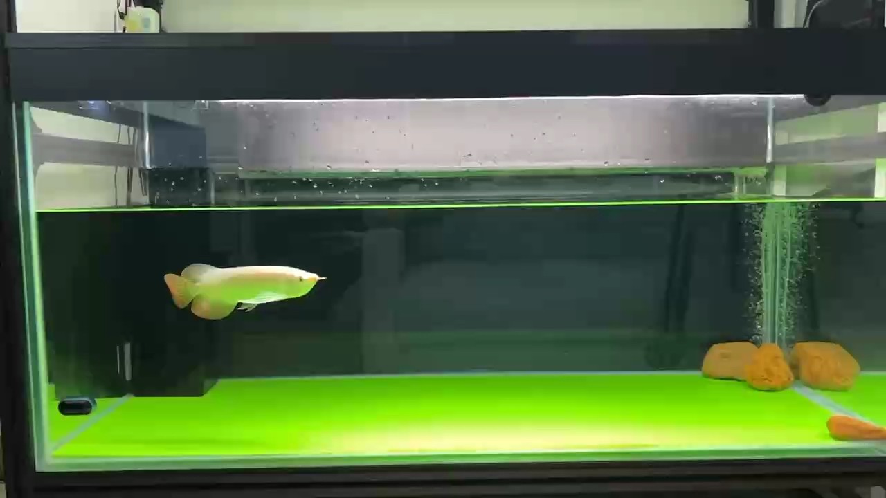入缸了！