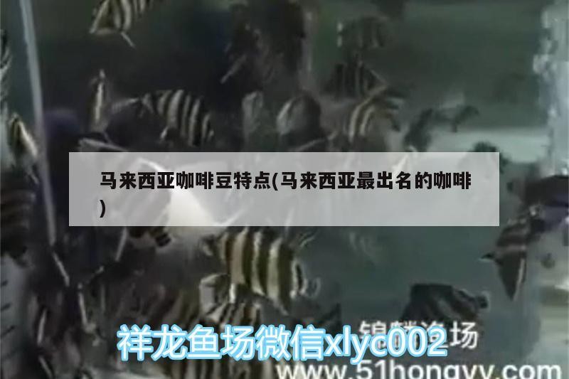 馬來西亞咖啡豆特點(馬來西亞最出名的咖啡) 馬來西亞咖啡豆特點(馬來西亞最出名的咖啡) 馬來西亞咖啡