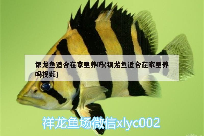 銀龍魚適合在家里養嗎(銀龍魚適合在家里養嗎視頻)