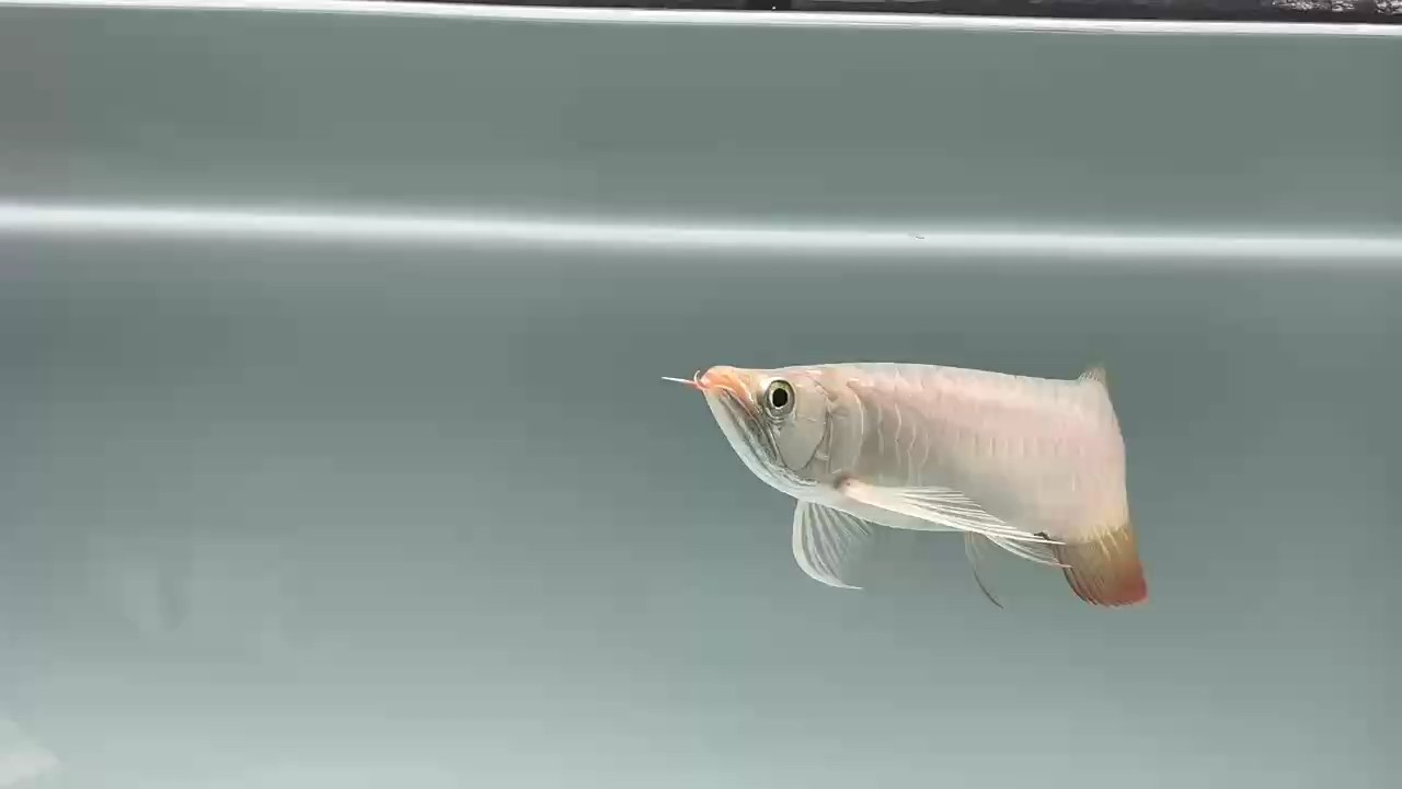 在店相遇！ 在店相遇！ 龍魚論壇