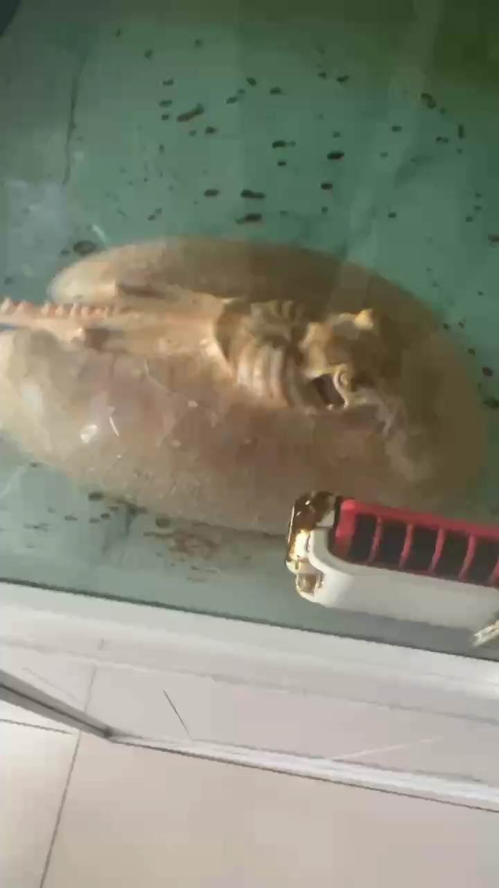 這魟魚什么毛病