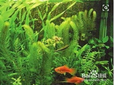 紅龍魚(yú)品牌等級(jí)分類(lèi)表格圖片大全