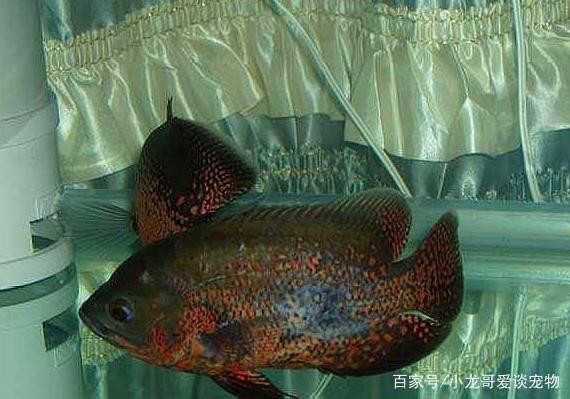 釣魚文案吸引人的句子：釣魚文案吸引人的句子超火