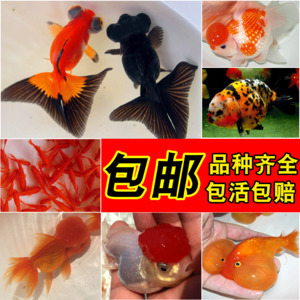 釣魚文案吸引人的句子：釣魚文案吸引人的句子超火