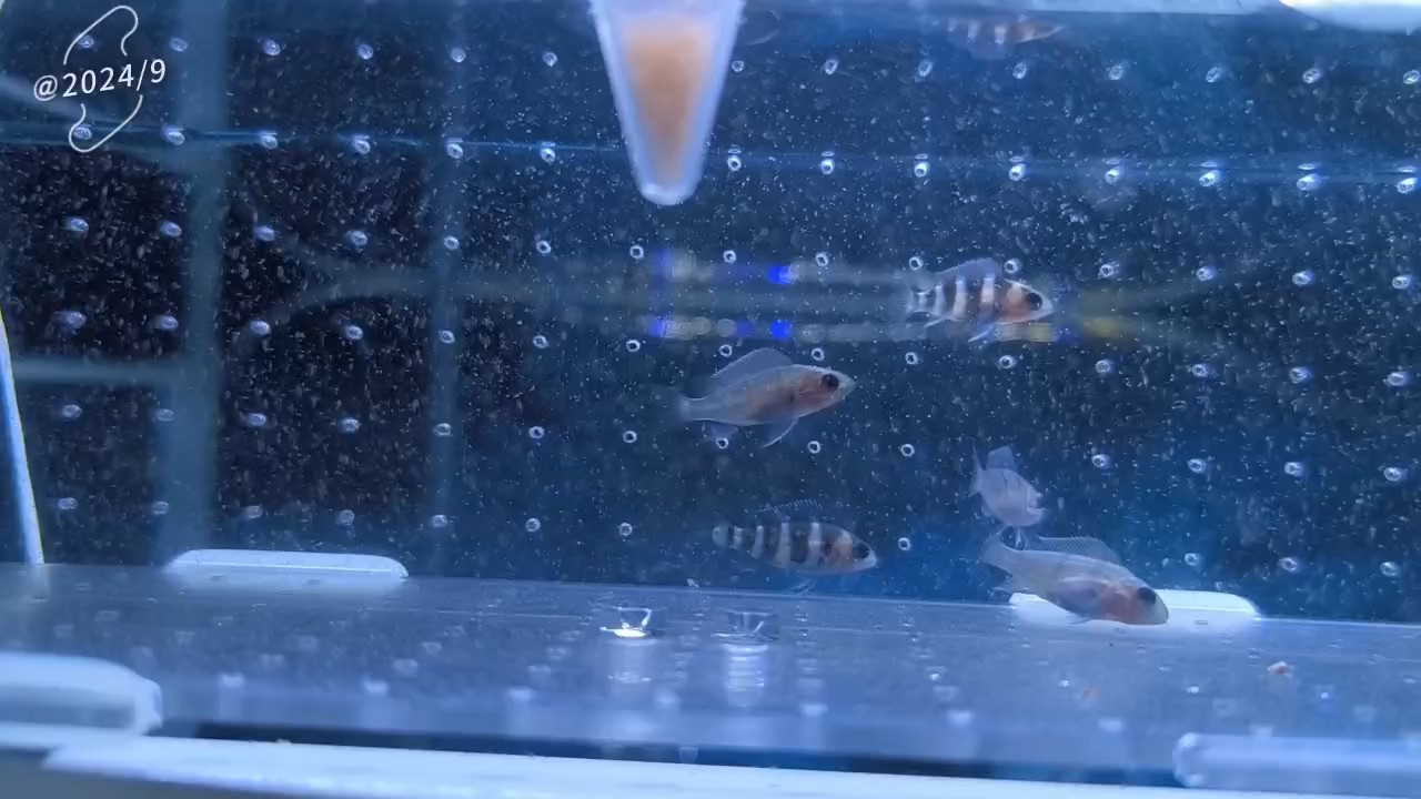 小薩伊藍寶寶