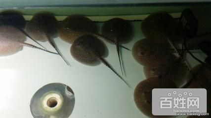 珍珠魟魚多少錢一條