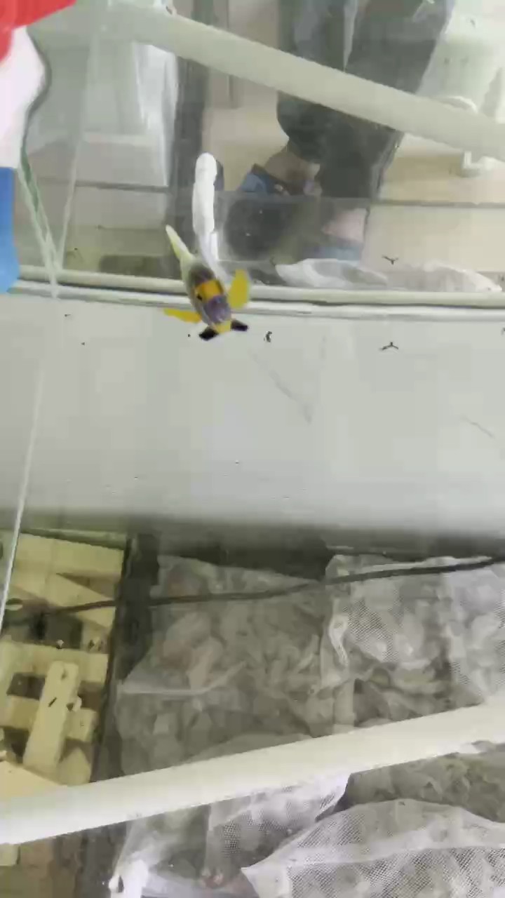 藍面神仙