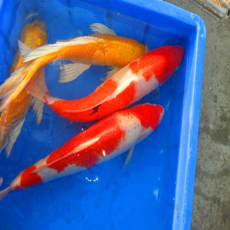 釣魚的文案：釣魚的文案朋友圈