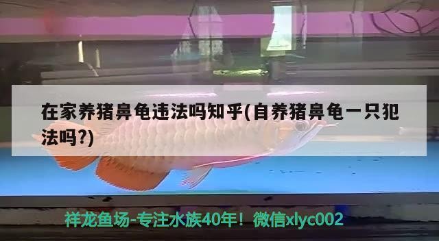 在家養(yǎng)豬鼻龜違法嗎知乎(自養(yǎng)豬鼻龜一只犯法嗎?)