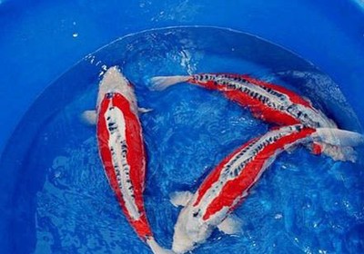 釣紅鯉魚后運(yùn)氣變差了：釣紅鯉魚后運(yùn)氣變差了怎么回事
