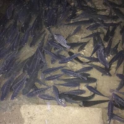 釣紅鯉魚后運(yùn)氣變差了：釣紅鯉魚后運(yùn)氣變差了怎么回事